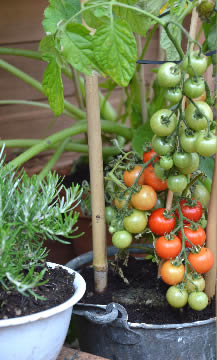 tomaten in die vierkante meter moestuin